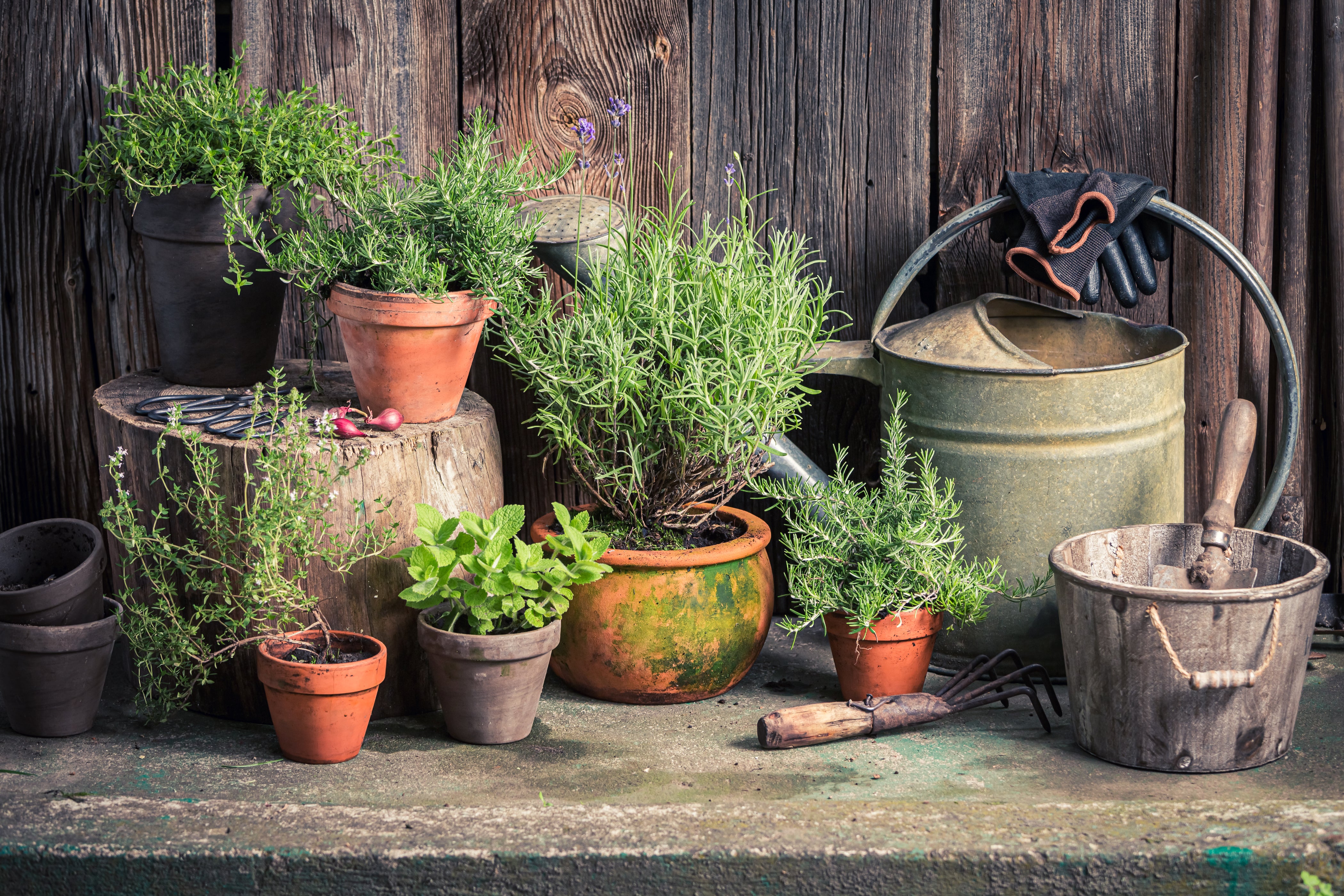 Kitchen Gardening Tips